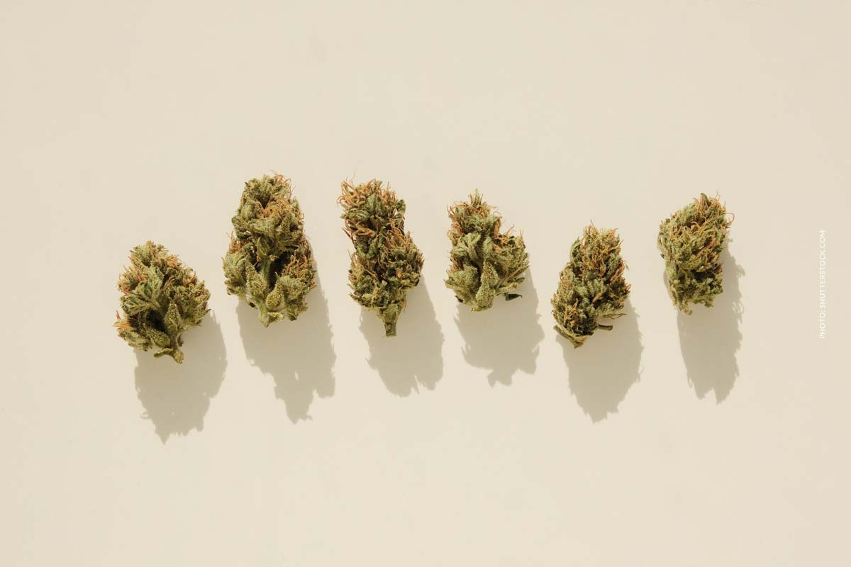 Purple Urkle: Sorte, Aroma & THC Gehalt