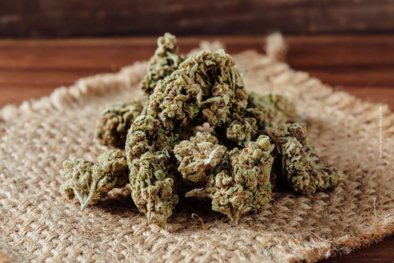 Purple Gorilla: Sorte, Wirkung & THC Gehalt