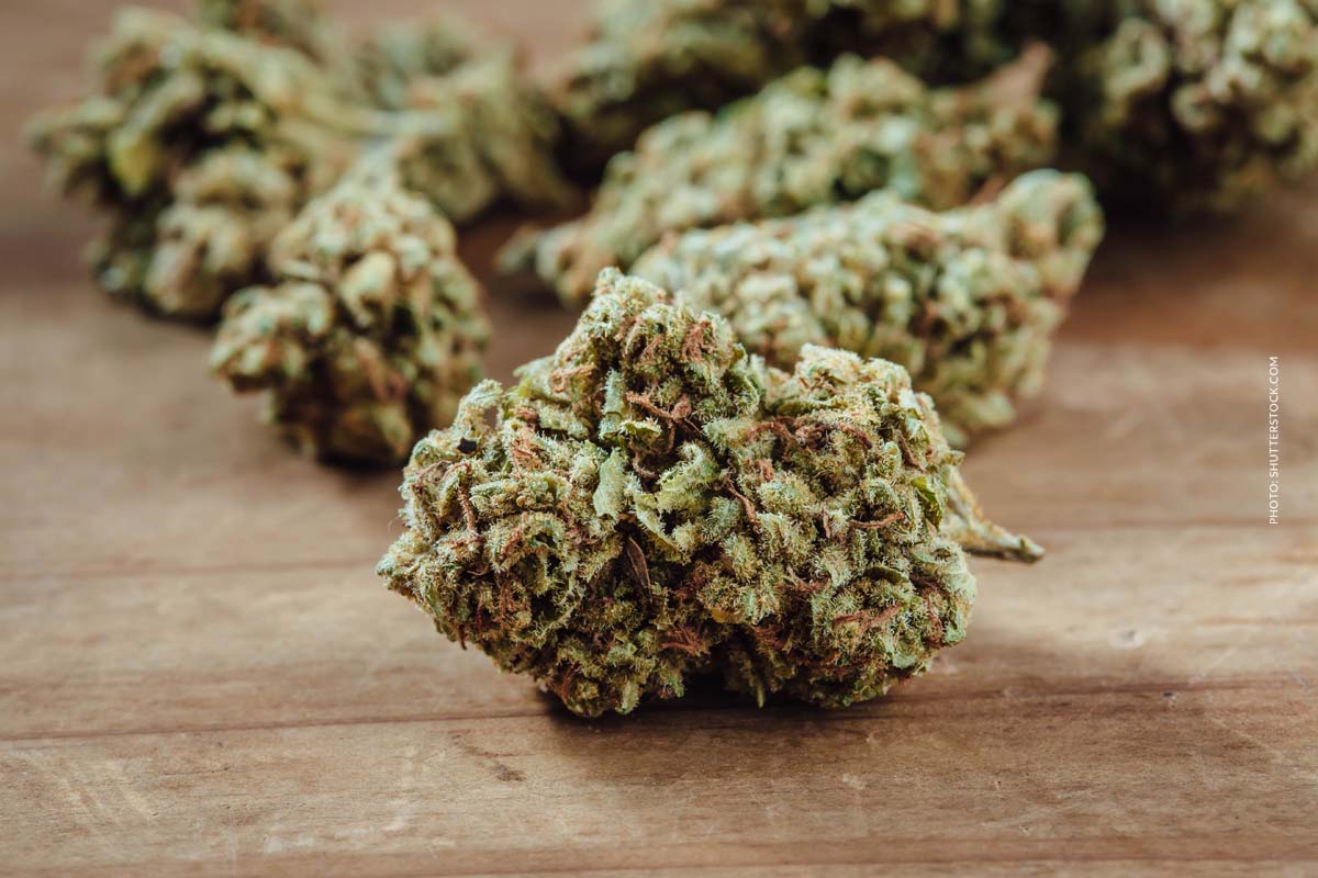 Sweet Sunrise: Sorte, Aroma & THC Gehalt