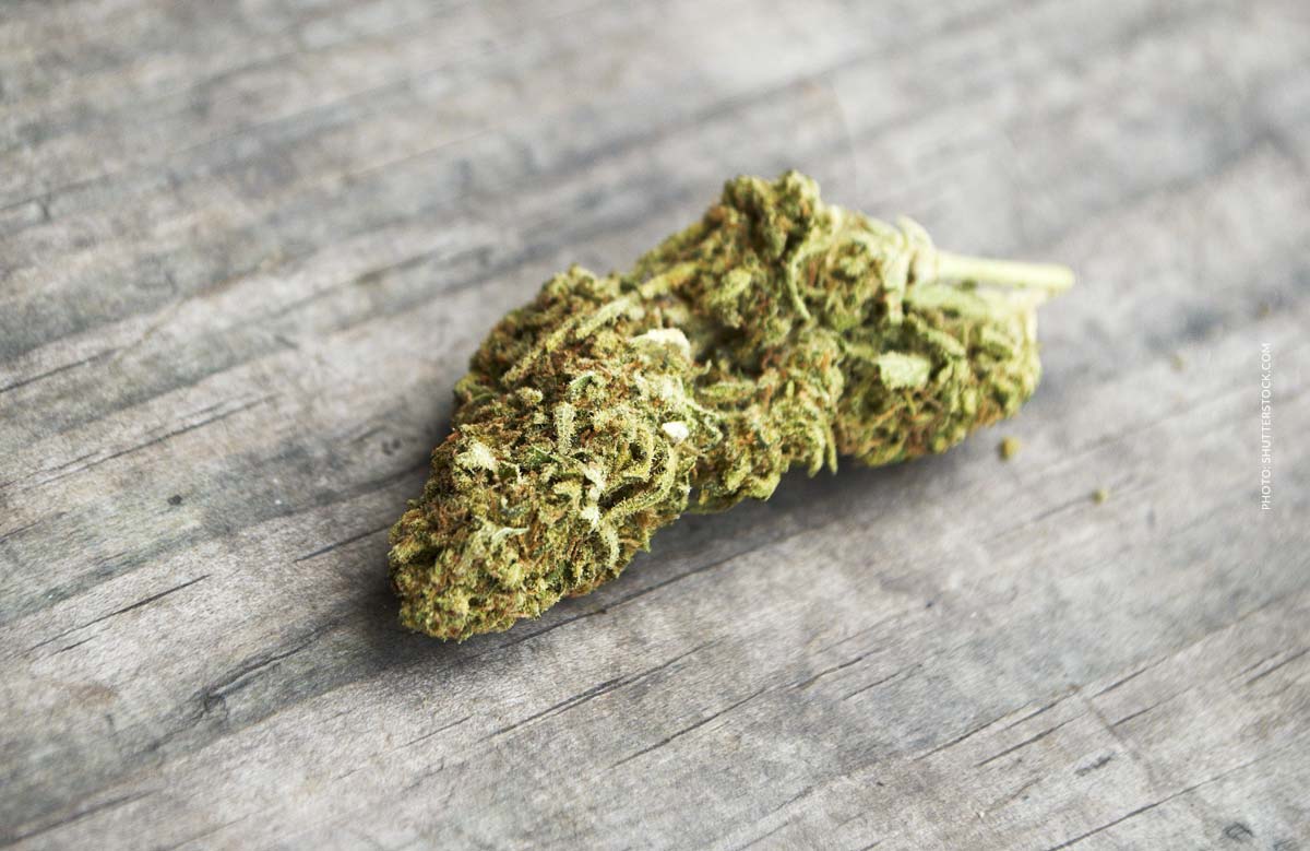 Lemon Haze: Sorte, Aroma & THC Gehalt