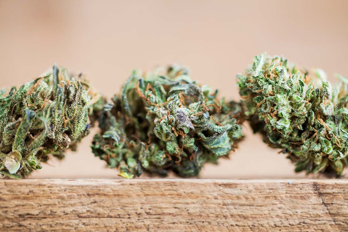 Cannabis Aroma & Geschmack: Sorten, Terpene, Duft und Unterschiede