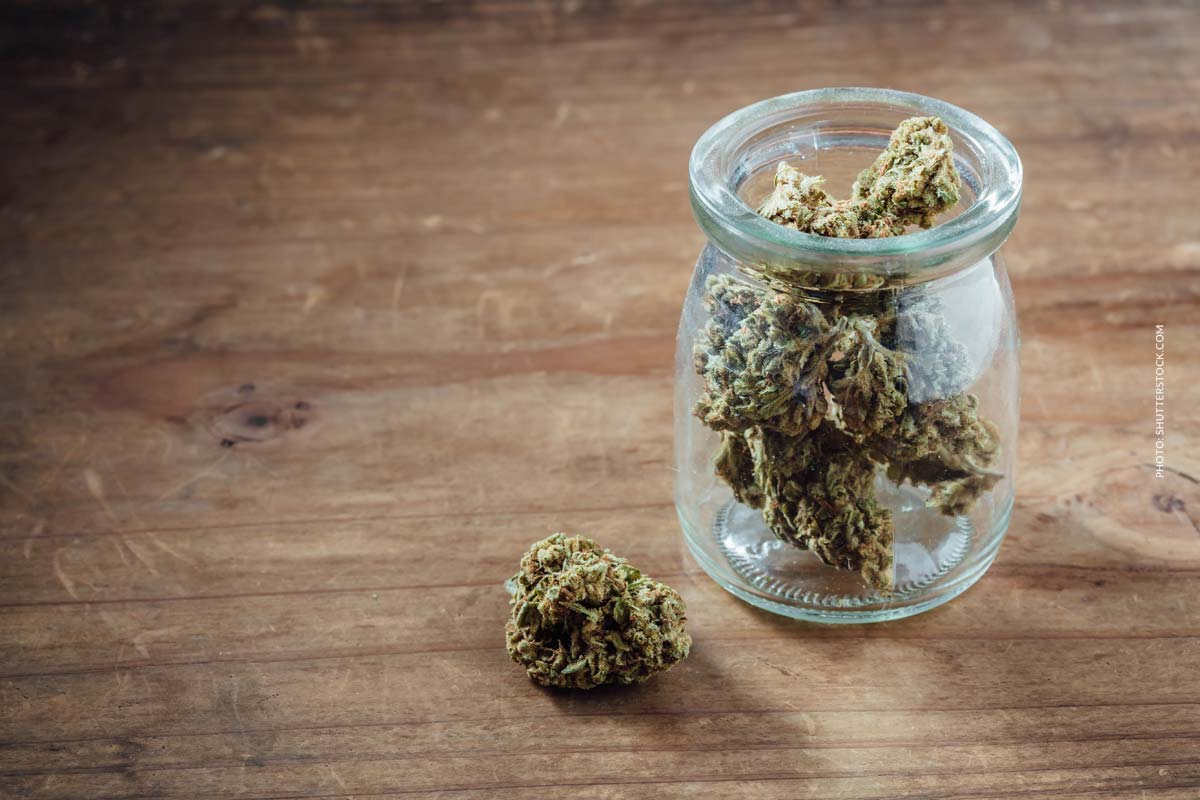 Gorilla Zkittlez: Sorte, Aroma, Wirkung & THC Gehalt