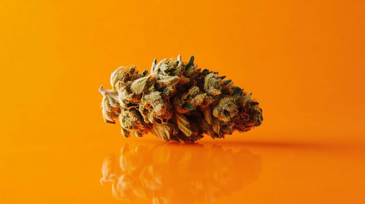 Purple Kush: Sorte, Aroma & THC Gehalt