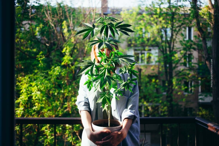 Cannabis in Italien: Sorte, Wirkung & THC Gehalt