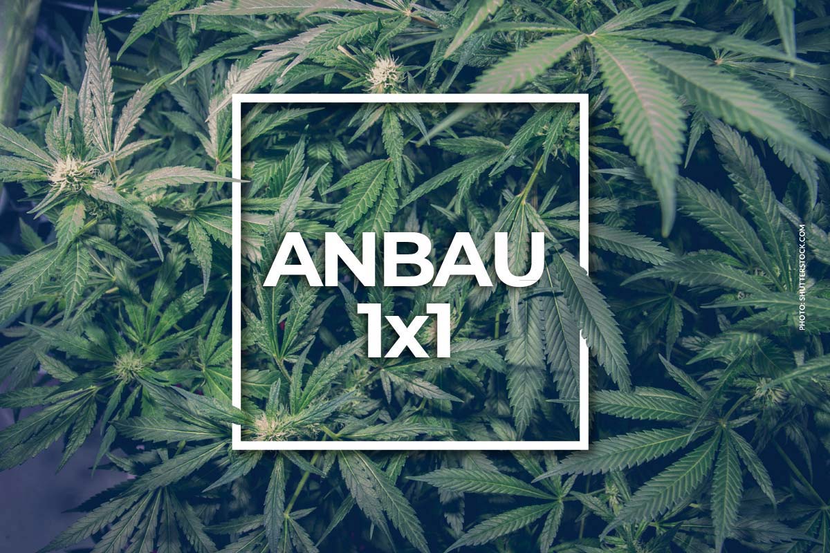 Weed lagern und einfrieren: Haltbarkeit, Konservierung & Anleitung