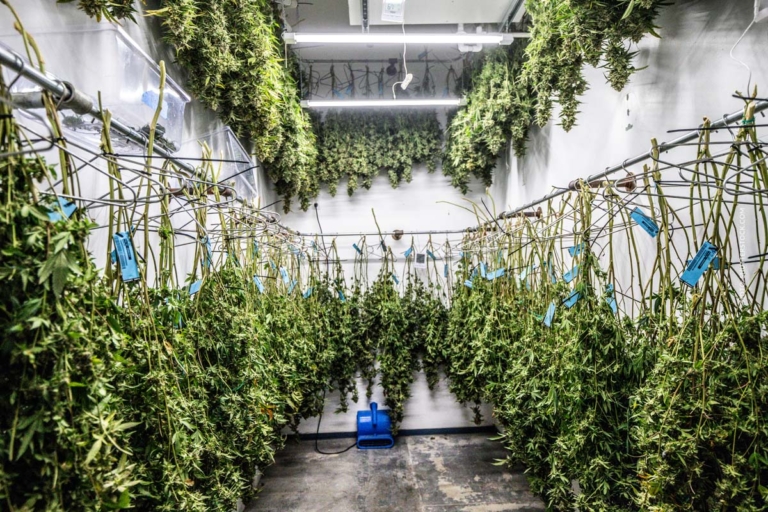 Marihuana nachweisbar: Analyse, Dauer, Erkennung & Grenzwerte im Straßenverkehr
