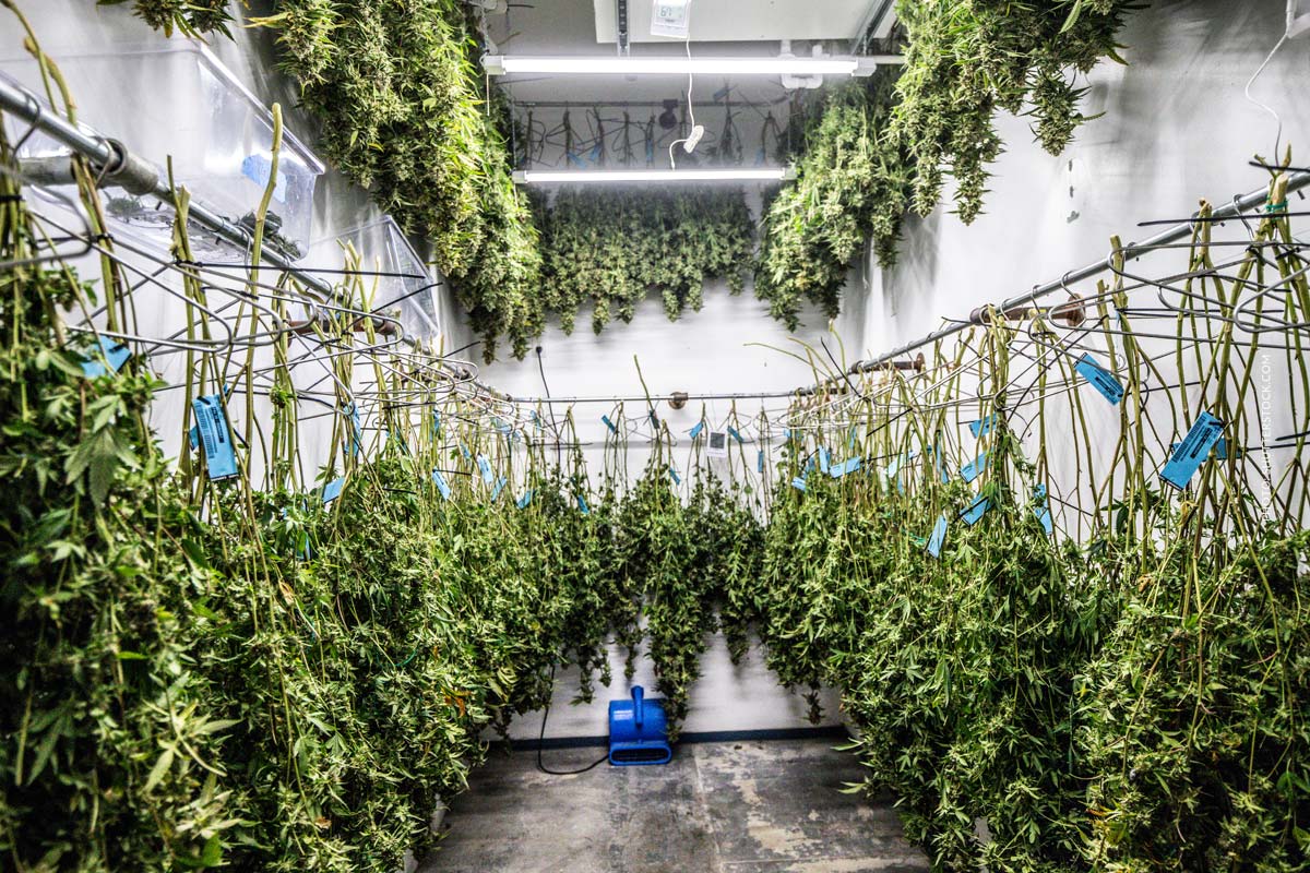 Cannabis Rock Festivals: Veranstaltung, Musik & Kultur