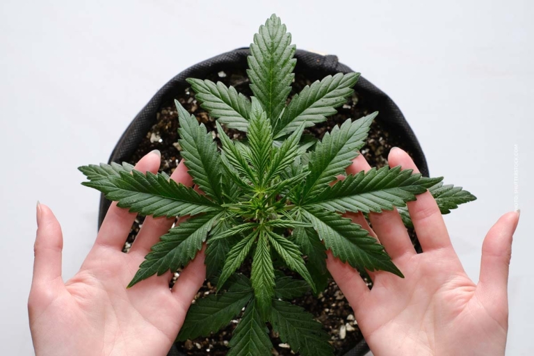 Mikrodosierung Cannabis: Effekte, Anwendung & Forschung