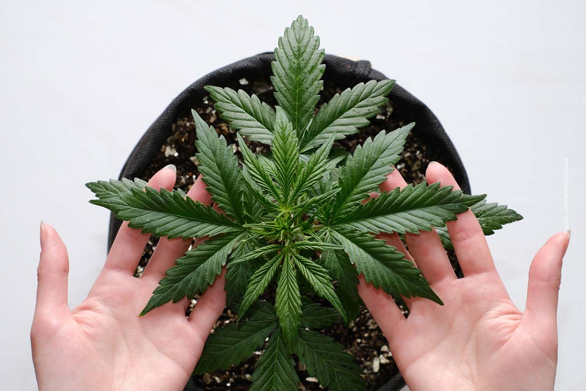 Cannabis Entzug: Symptome, Behandlung & Hilfe