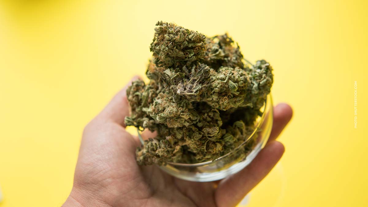Wie entstehen Cannabissorten? ZenLabs, Genetik, Kreuzung, Züchtung – Making Of Pink Kush