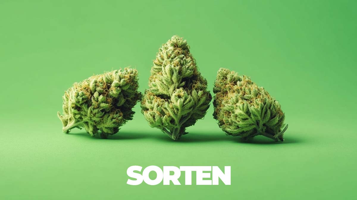 DJ Short: Cannabis Züchter, Pionier und Erfinder der legendären Sorte Blueberry