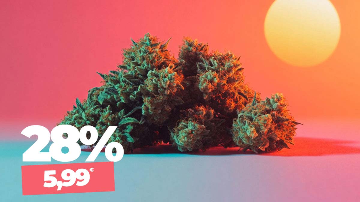 Durban Poison: Sorte, Wirkung & THC Gehalt