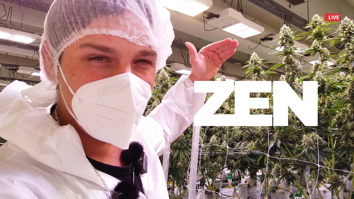 Weedland Cannabis Plantage: „Die krasseste Growanlage, die ich je gesehen habe“ – Gorilla Zkittlez Erntezeit