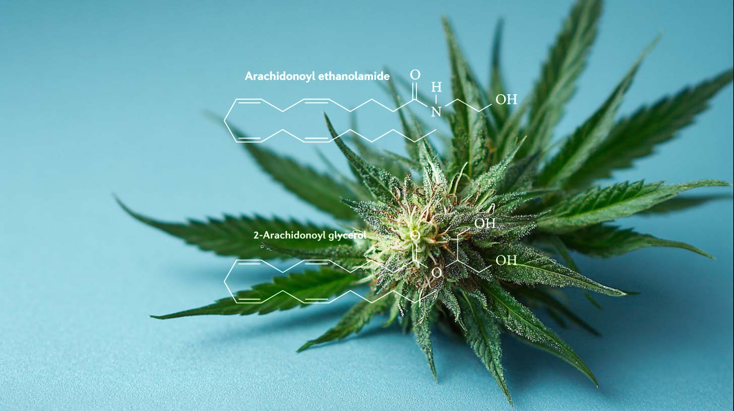 Cannabis & Hormonsystem: Gleichgewicht, Einfluss & Gesundheit