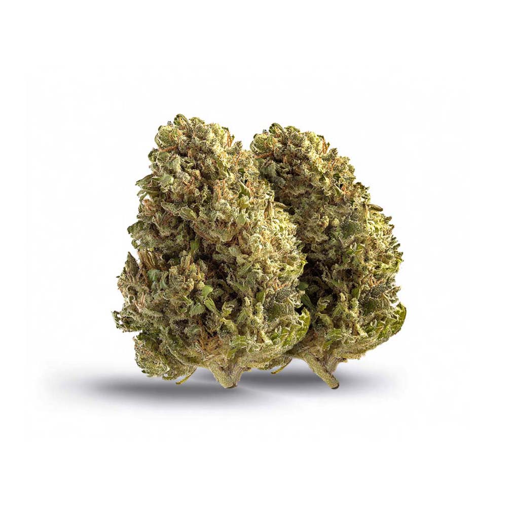 Shop Cannabis Rezept Cannabisblute Blute Super Silver Haze Weed Bestellen Kaufen Shop Buds