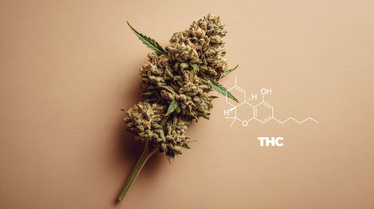 Cantourage Galaxy Brain Sorte: Sorte, Wirkung & THC Gehalt