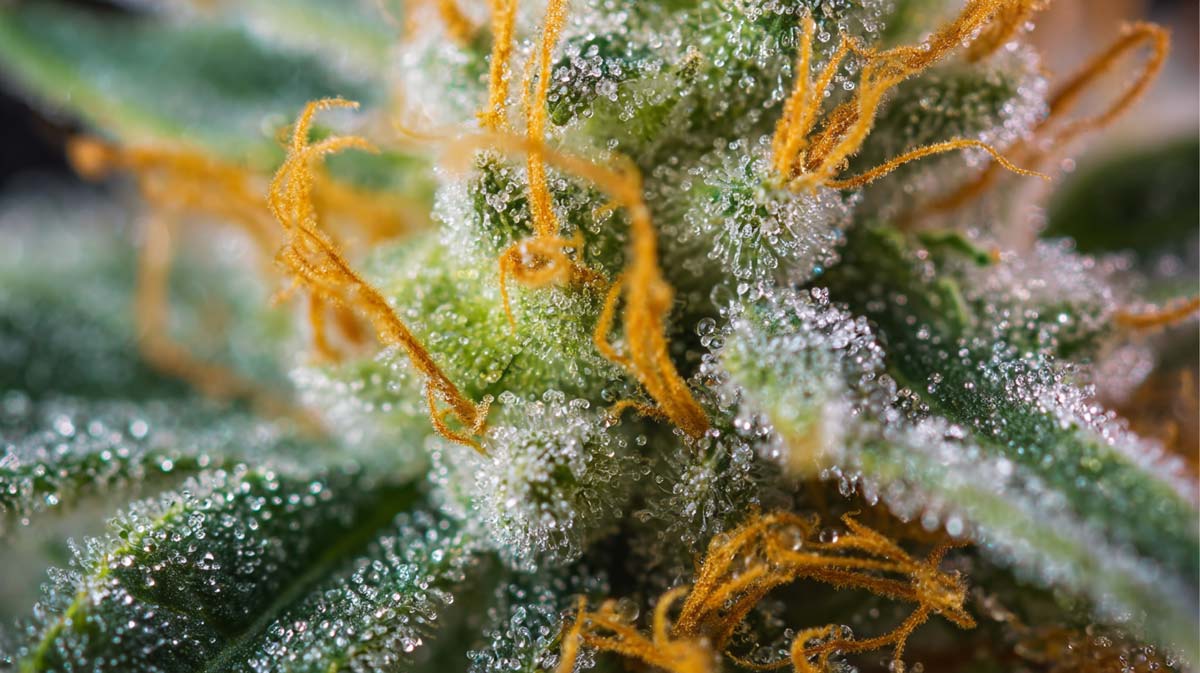 Cannabis in Mexiko: Gesetz, Medizin, Potenzial & Investitionsmöglichkeiten