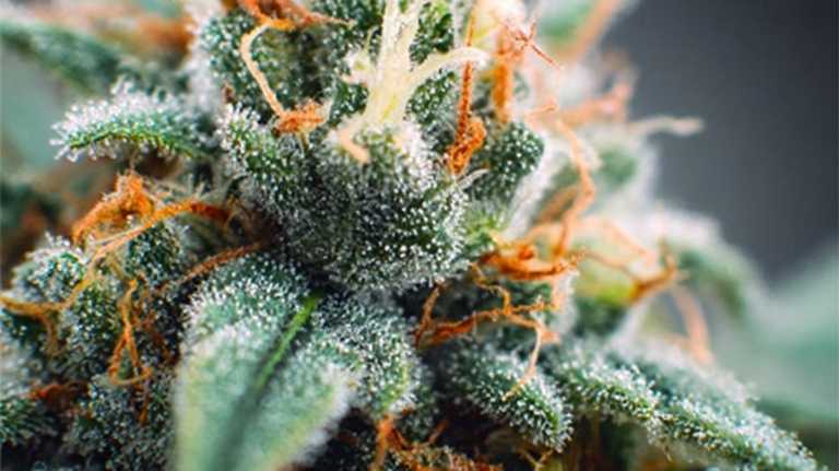 The Night Before: Weihnachtschaos mit Weed, eine Nacht voller Eskalation – Film