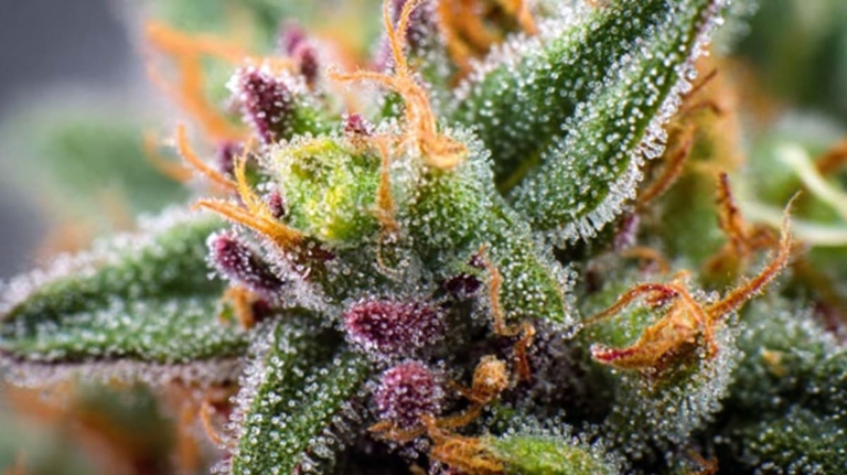 THCA (Tetrahydrocannabinolsäure): Potenzial, Forschung, Anwendung & Legalität