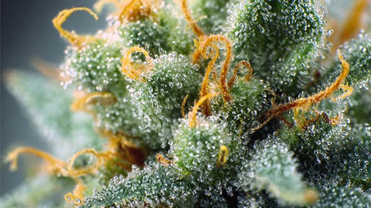 Cannabis bei Crohn und Colitis: Linderung, Behandlung & Erfahrung