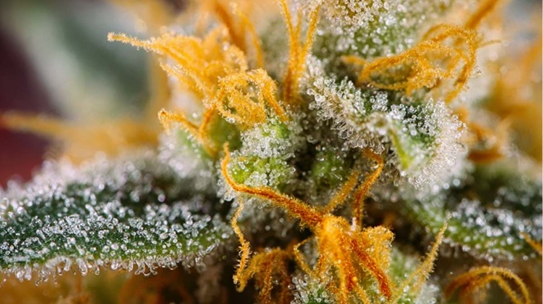 Terpene Cannabis: Geschmack? Aroma? Wirkung? Blüten mit Limonen, Myrcene, Linalool & Co.