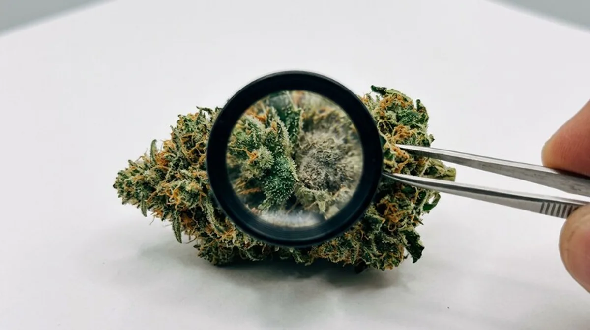 Cannabis & Schlaf: Wirkung, Entspannung, Medizin & Schlafphasen